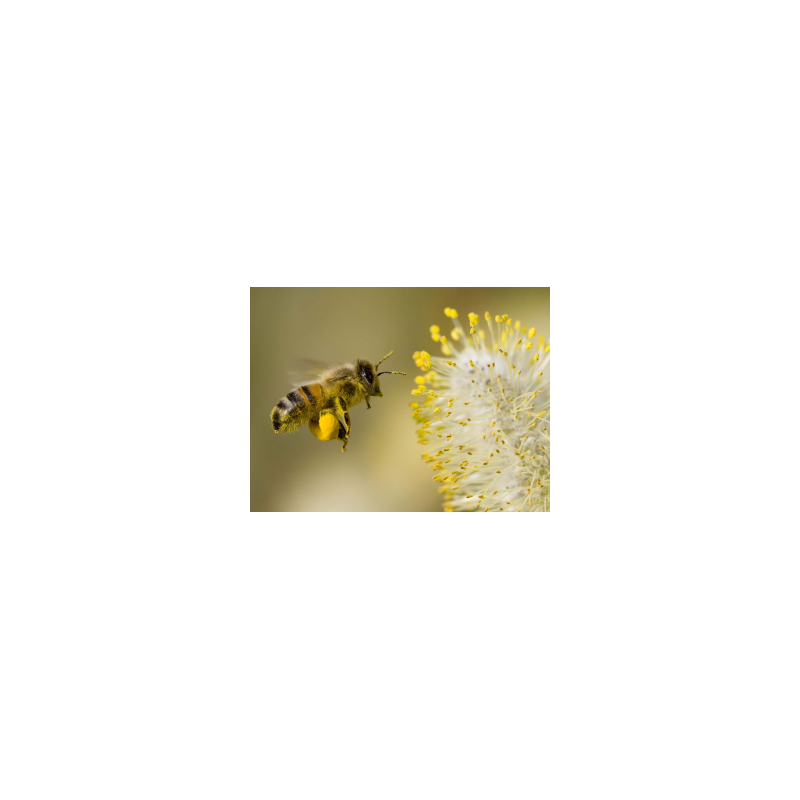 Extrait concentré de pollen d'abeille