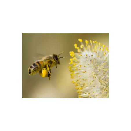 Extrait concentré de pollen d'abeille