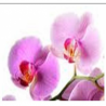 Extrait concentré de fleurs d'orchidées