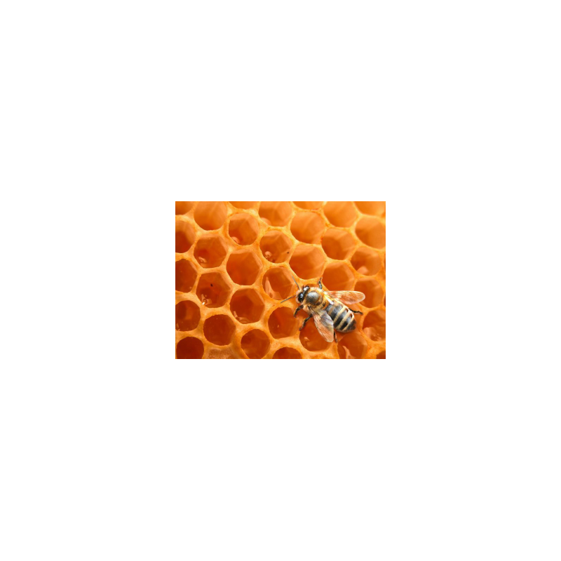 Hydrolat essentiel de miel