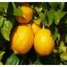 Hydrolat essentiel de citron bio