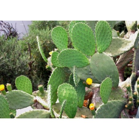 Extrait concentré de cactus  nopal (figuier de barbarie)