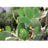 Extrait concentré de cactus  nopal (figuier de barbarie)