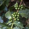 Actif végétal  de caféine verte