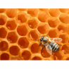 Miel d'apiculteur de fin d'été