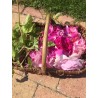 Hydrolat essentiel de géranium rosat et roses du jardin