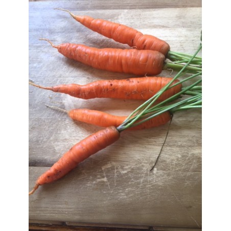 Extrait concentré de carottes du jardin