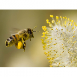Beurre essentiel des petites abeilles