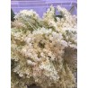 hydrolat de fleurs de sureau