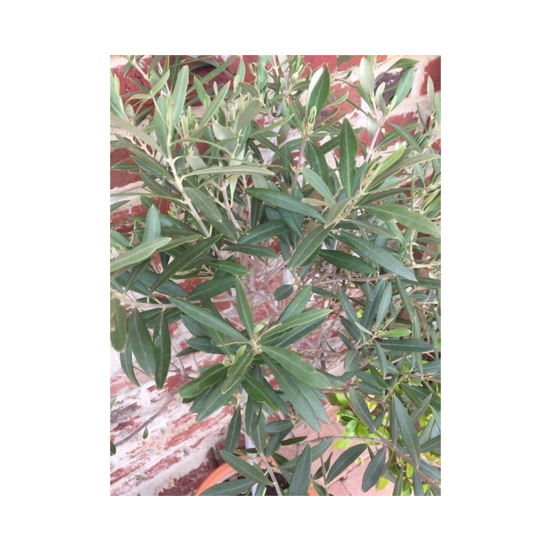 hydrolat de feuilles d'olivier du jardin