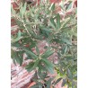 hydrolat de feuilles d'olivier du jardin