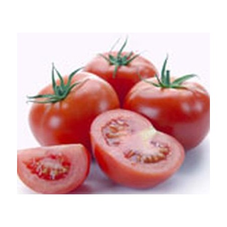 Extrait concentré de tomates du jardin feuilles et fruits