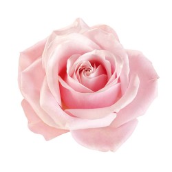 Fragrance rose