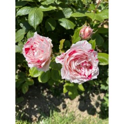 Hydrolat de fleurs d'églantier et de roses de juin