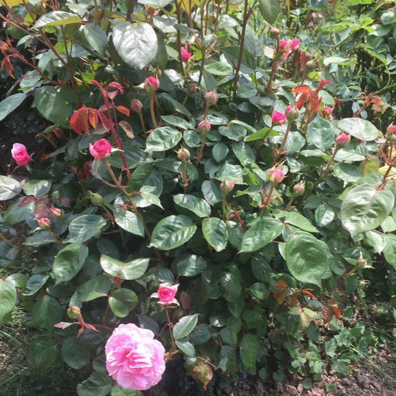beurre essentiel de roses