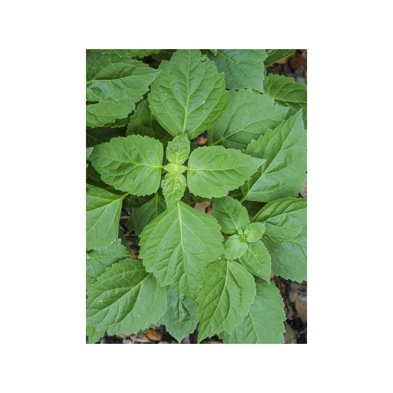 Fragrance française Patchouli
